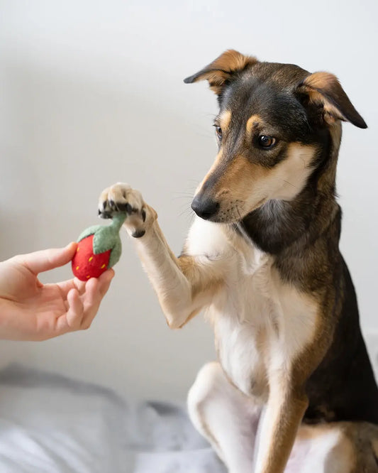 BUDDY. Hundespielzeug aus Wollfilz "Erdbeere"