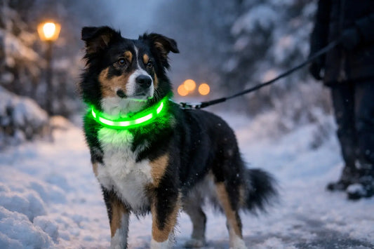 Leuchtendes Halsband im Winter für sichere Gassiwege