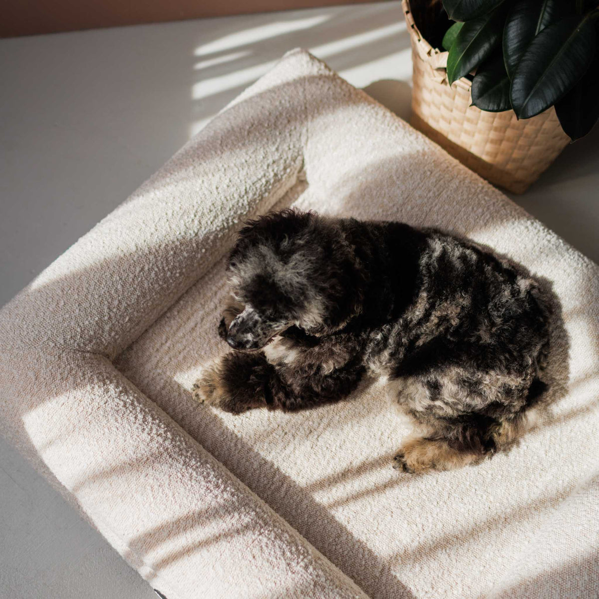 Hundebett Barklay Größe XS mit Bouclébezug