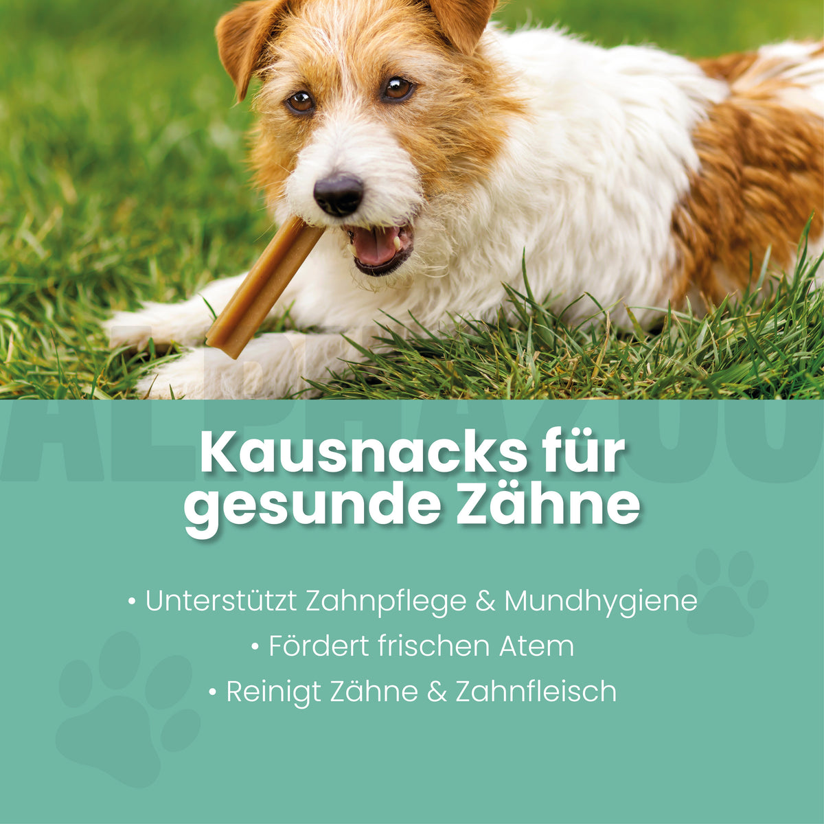 Zähne Zeigen Dentalstick