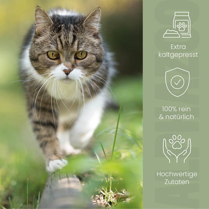 Hanföl für Katzen