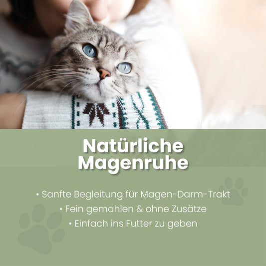 Ulmenrinde Pulver für Katzen